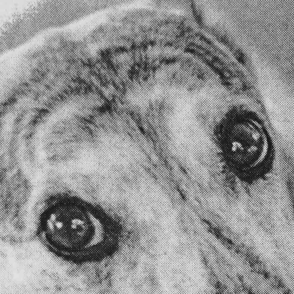 Image of greyhound's eyes